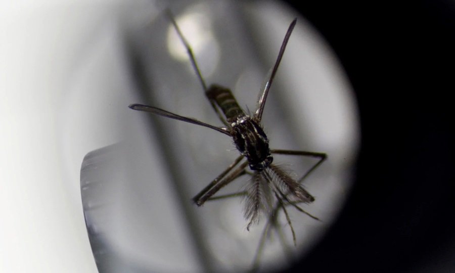 La prevención del dengue depende del control del mosquito Aedes aegypti, que deposita sus huevos en lugares con agua limpia.