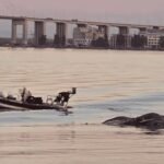 aparece ballena muerta en zarate