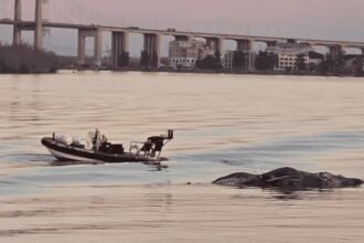 aparece ballena muerta en zarate