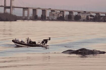 aparece ballena muerta en zarate