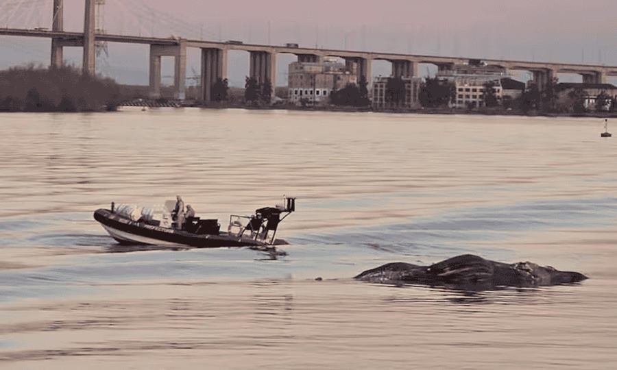 aparece ballena muerta en zarate