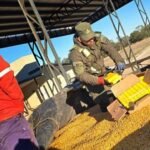Camionero IBA a Rosario con 44 kilos de cocaína escondidos en un cargamento de maíz