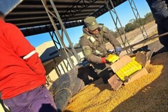 Camionero IBA a Rosario con 44 kilos de cocaína escondidos en un cargamento de maíz
