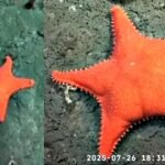 Estrella de mar "culona": qué se sabe de la especie encontrada en Mar del Plata