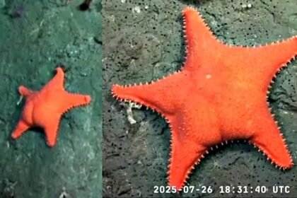 Estrella de mar "culona": qué se sabe de la especie encontrada en Mar del Plata