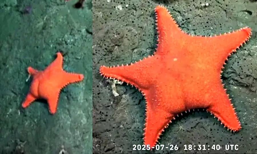 Estrella de mar "culona": qué se sabe de la especie encontrada en Mar del Plata
