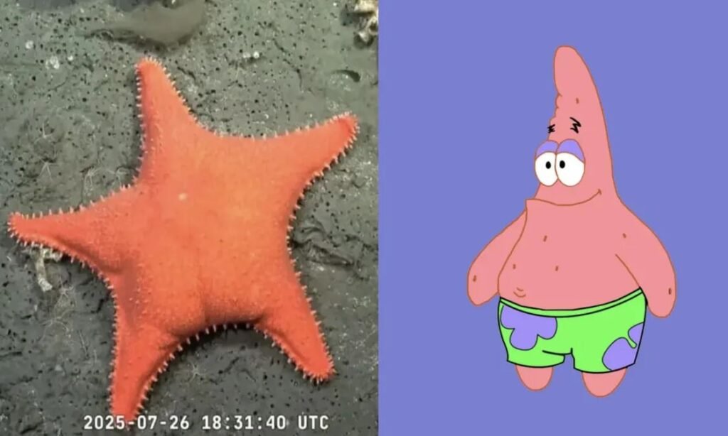 Estrella de mar “culona”: el hallazgo científico del CONICET que se volvió viral en Mar del Plata