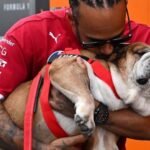 Lewis Hamilton despidió a Roscoe, la mascota más querida de la Fórmula 1