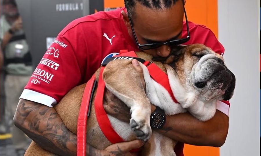 Lewis Hamilton despidió a Roscoe, la mascota más querida de la Fórmula 1