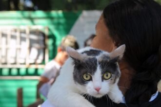 IMuSA atiende al público en forma gratuita en sus dos sedes, y también de manera ambulatoria a través de puntos móviles que circulan por diferentes barrios en fechas diferentes.