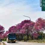 Más de 600 lapachos serán reubicados como parte de la estrategia provincial para preservar la biodiversidad en la zona del nuevo puente Santa Fe–Santo Tomé.