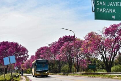 Más de 600 lapachos serán reubicados como parte de la estrategia provincial para preservar la biodiversidad en la zona del nuevo puente Santa Fe–Santo Tomé.