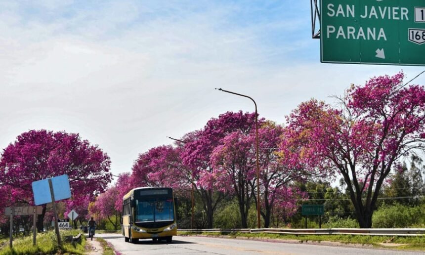 Más de 600 lapachos serán reubicados como parte de la estrategia provincial para preservar la biodiversidad en la zona del nuevo puente Santa Fe–Santo Tomé.