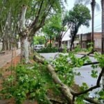 Personal municipal trabaja en Rosario para retirar árboles caídos tras la tormenta de madrugada.