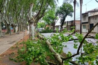 Personal municipal trabaja en Rosario para retirar árboles caídos tras la tormenta de madrugada.