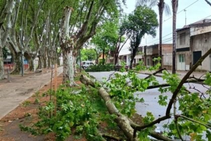 Personal municipal trabaja en Rosario para retirar árboles caídos tras la tormenta de madrugada.