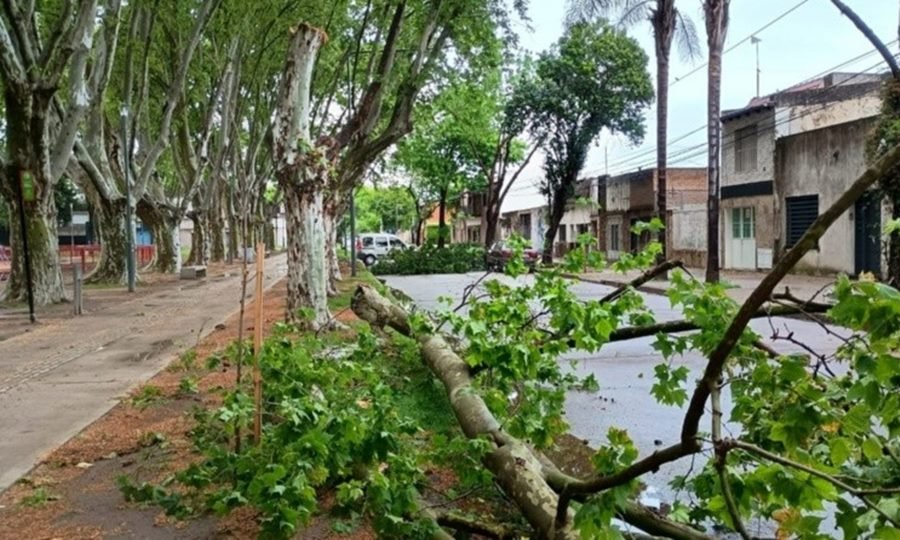 Personal municipal trabaja en Rosario para retirar árboles caídos tras la tormenta de madrugada.