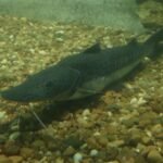 Controles de pesca durante la veda en los ríos de Santa Fe, una medida clave para proteger las especies nativas.