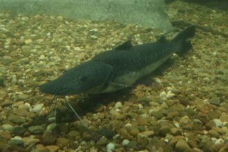 Controles de pesca durante la veda en los ríos de Santa Fe, una medida clave para proteger las especies nativas.