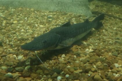 Controles de pesca durante la veda en los ríos de Santa Fe, una medida clave para proteger las especies nativas.