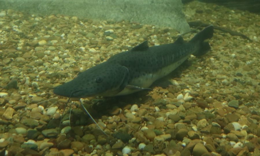 Controles de pesca durante la veda en los ríos de Santa Fe, una medida clave para proteger las especies nativas.