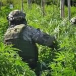 Allanamiento en Arroyo Leyes: la Policía Federal halló más de 1.500 plantas de cannabis en un predio de cuatro hectáreas.