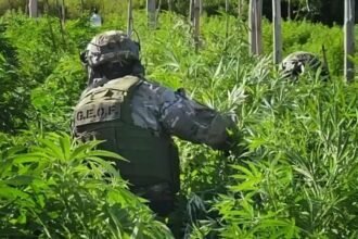 Allanamiento en Arroyo Leyes: la Policía Federal halló más de 1.500 plantas de cannabis en un predio de cuatro hectáreas.