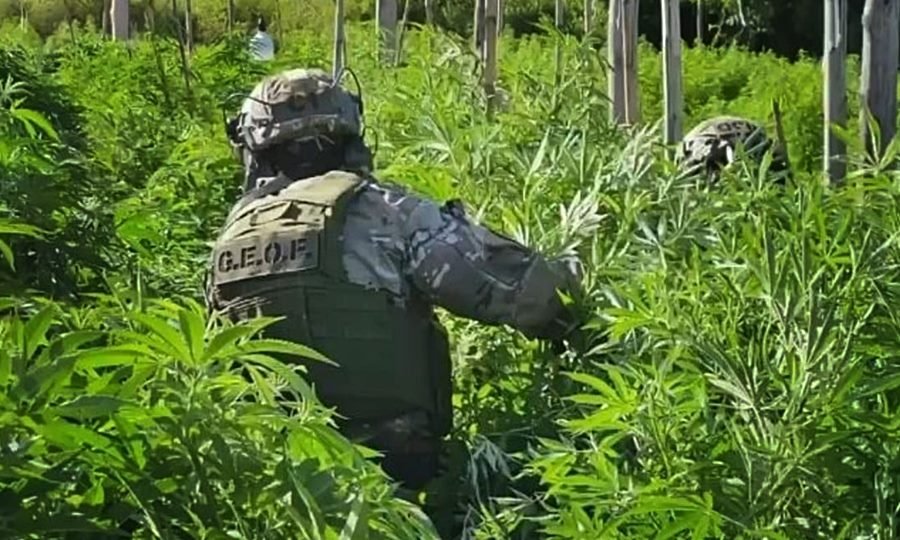 Allanamiento en Arroyo Leyes: la Policía Federal halló más de 1.500 plantas de cannabis en un predio de cuatro hectáreas.