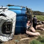 El camión jaula que transportaba cerdos volcó en el kilómetro 179 de la Ruta Nacional 7, en Chacabuco. El conductor resultó con heridas leves y los animales quedaron dispersos sobre la banquina.