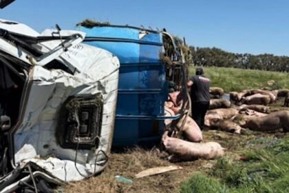 El camión jaula que transportaba cerdos volcó en el kilómetro 179 de la Ruta Nacional 7, en Chacabuco. El conductor resultó con heridas leves y los animales quedaron dispersos sobre la banquina.