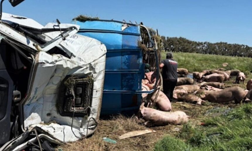 El camión jaula que transportaba cerdos volcó en el kilómetro 179 de la Ruta Nacional 7, en Chacabuco. El conductor resultó con heridas leves y los animales quedaron dispersos sobre la banquina.