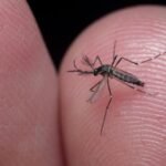 El mosquito Aedes aegypti es el principal transmisor del dengue en zonas urbanas.