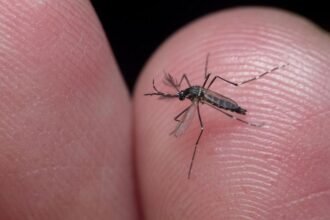 El mosquito Aedes aegypti es el principal transmisor del dengue en zonas urbanas.