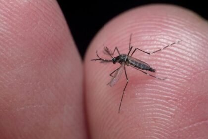 El mosquito Aedes aegypti es el principal transmisor del dengue en zonas urbanas.