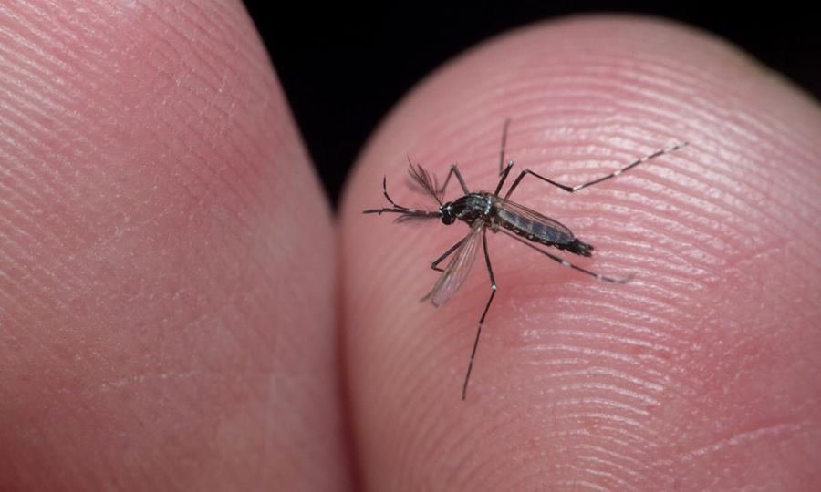 El mosquito Aedes aegypti es el principal transmisor del dengue en zonas urbanas.