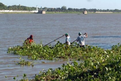 Trabajadores municipales realizan tareas manuales de limpieza y remoción de camalotes en las orillas de la Laguna Setúbal, en la zona de la Costanera Este de Santa Fe.