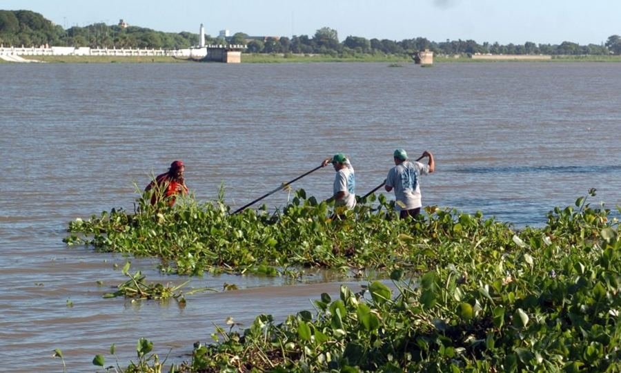 Trabajadores municipales realizan tareas manuales de limpieza y remoción de camalotes en las orillas de la Laguna Setúbal, en la zona de la Costanera Este de Santa Fe.