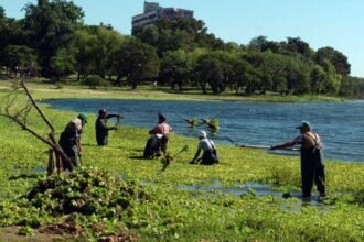 Cuadrillas municipales realizan tareas de limpieza manual en el lago y los piletones del Parque del Sur para preservar el equilibrio ambiental.