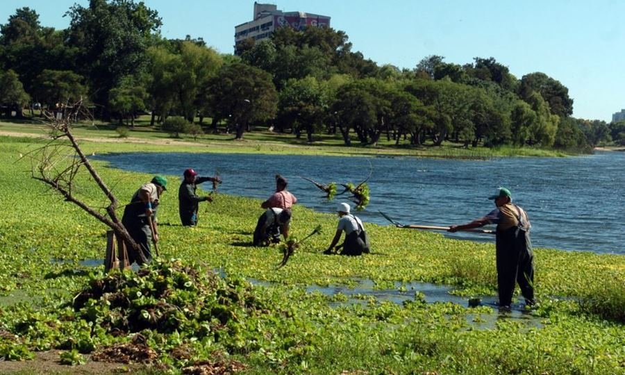 Cuadrillas municipales realizan tareas de limpieza manual en el lago y los piletones del Parque del Sur para preservar el equilibrio ambiental.