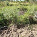 Vehículos involucrados en el choque fatal sobre la Ruta Provincial 1, fuera de la calzada tras el impacto frontal ocurrido a la altura de Arroyo Leyes.