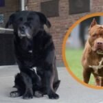 Imagen de “Garrafa”, el perro comunitario de Ciudad Universitaria, cuya muerte generó conmoción y un debate sobre la tenencia responsable de mascotas.