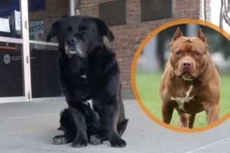 Imagen de “Garrafa”, el perro comunitario de Ciudad Universitaria, cuya muerte generó conmoción y un debate sobre la tenencia responsable de mascotas.