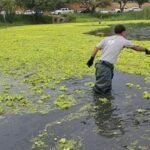 Cuadrillas municipales realizan tareas de limpieza manual en el lago del Parque del Sur, dentro del plan de mantenimiento de espacios públicos.