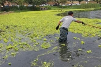 Cuadrillas municipales realizan tareas de limpieza manual en el lago del Parque del Sur, dentro del plan de mantenimiento de espacios públicos.