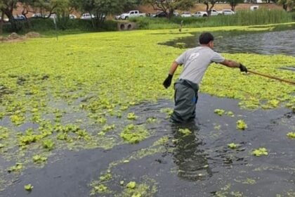 Cuadrillas municipales realizan tareas de limpieza manual en el lago del Parque del Sur, dentro del plan de mantenimiento de espacios públicos.
