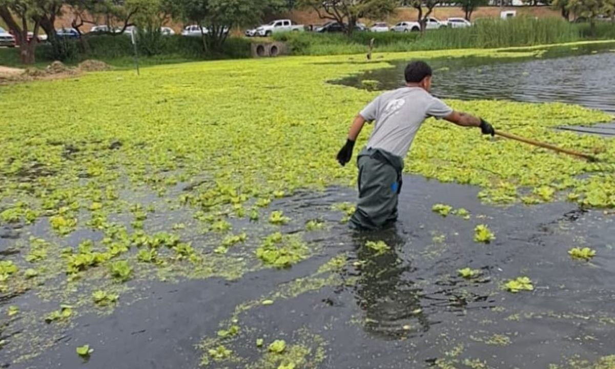 Cuadrillas municipales realizan tareas de limpieza manual en el lago del Parque del Sur, dentro del plan de mantenimiento de espacios públicos.