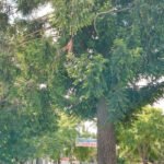 Imagen del pino ubicado en calle Juan Díaz de Solís, entre Primera Junta y Tucumán, en Barrio Roma, cuya extracción fue solicitada formalmente por vecinos ante la Municipalidad de Santa Fe y que, hasta el momento, permanece en el lugar.