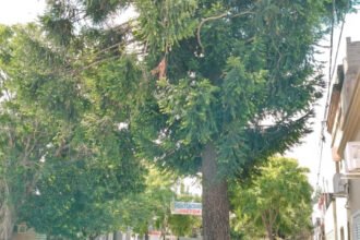 Imagen del pino ubicado en calle Juan Díaz de Solís, entre Primera Junta y Tucumán, en Barrio Roma, cuya extracción fue solicitada formalmente por vecinos ante la Municipalidad de Santa Fe y que, hasta el momento, permanece en el lugar.