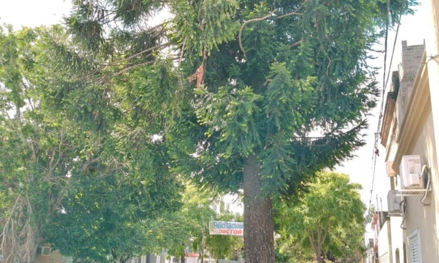 Imagen del pino ubicado en calle Juan Díaz de Solís, entre Primera Junta y Tucumán, en Barrio Roma, cuya extracción fue solicitada formalmente por vecinos ante la Municipalidad de Santa Fe y que, hasta el momento, permanece en el lugar.