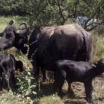 Nacimiento excepcional de búfalos mellizos en la Escuela Granja de la UNL, un hecho poco frecuente en la producción bubalina argentina.
